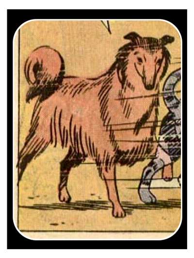 Collie Camaleão